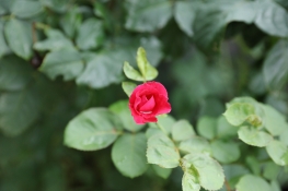 一朵红色的月季花图片玫瑰花0D8A5444
